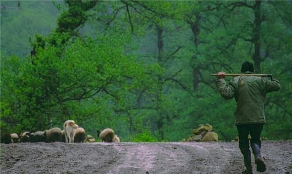 نمایش هشت فیلم درباره جنگل های هیرکانی درجشنواره وارش