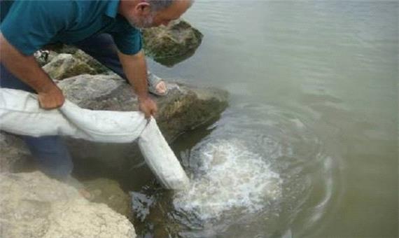 80 میلیون قطعه بچه ماهی در رودخانه های مازندران رهاسازی شد