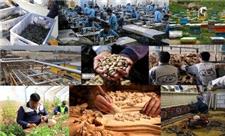اشتغال برای 1569 مازندرانی؛ رهاورد اعطای تسهیلات مصوب سفر رئیس جمهور