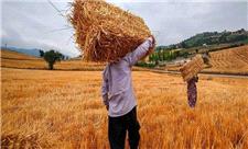 استفاده از پسماند کشاورزی به عنوان مواد لیگنوسلولزی برای تولید فیلم‌های کامپوزیتی زیستی