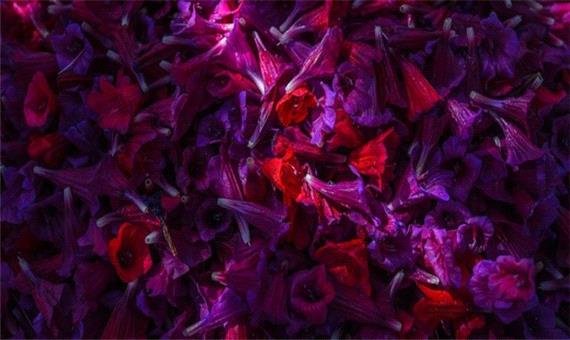 از خودنمایی داروی پرخاصیت در مزارع مازندران تا گلایه از رخنه دلالان