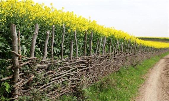 خرید کلزا در مازندران از مرز 3 هزار تن گذشت