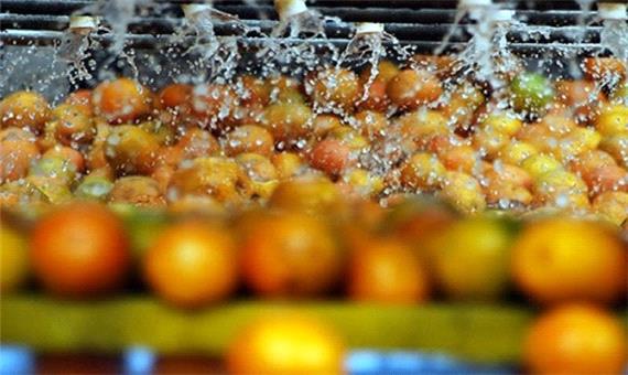 جهانگردی مرکبات مازندران/ رقص دلالان روی بال های یک حشره