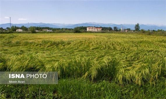 جهش تولید در 30 هزار دیمزار مازندران