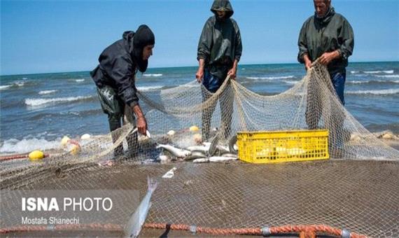 افزایش عجیب صادرات ماهیان سردآبی از مازندران