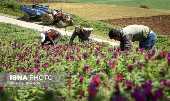 گیاهان دارویی گامی به سوی اقتصاد دانش بنیان در شهرستان نور