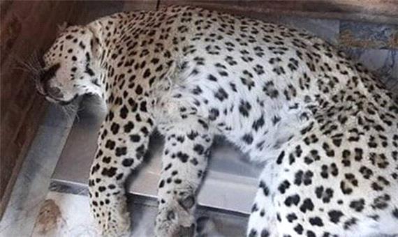 جای خالی مانور امداد و نجات حیات وحش در کشور