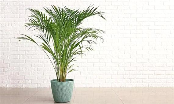 نخل اریکا را چگونه نگهداری کنیم؟ + فیلم