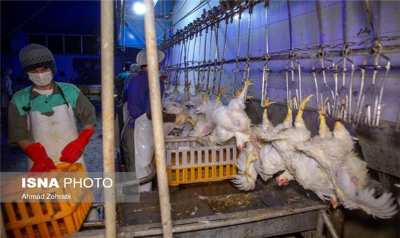 تولید 3700 تن گوشت سفید در سوادکوه‌شمالی