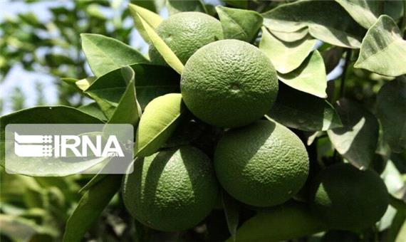 قفل بازار مرکبات نوبرانه مازندران با ورود نارنگی زودرس شکسته شد