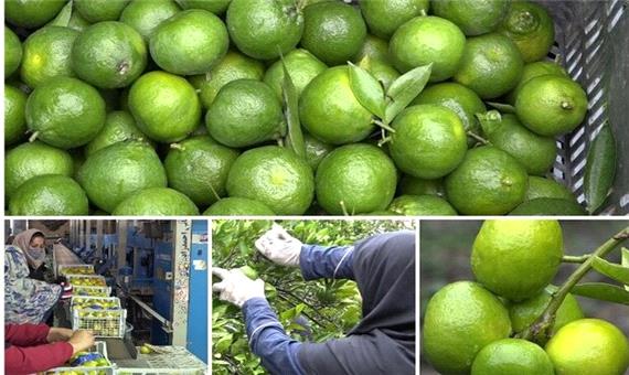 پازل برنج، نارنگی و کیوی/ رنج نامه مزرعه تا باغ ادامه دارد