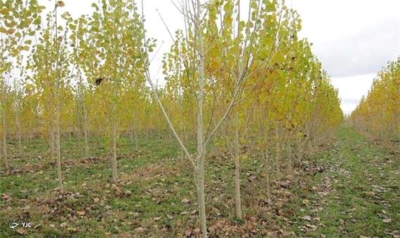 نهال رایگان بین متقاضیان در مهاباد توزیع می‌شود