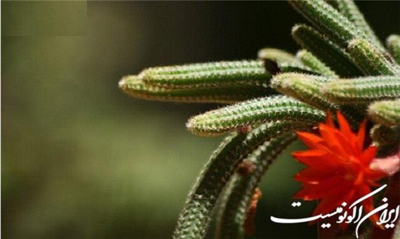 التیام سریع‌تر زخم‌ها با پمادی از عصاره کاکتوس