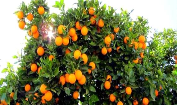 برداشت 70 درصدی مرکبات مازندران/ توصیه‌هایی برای گذر از یخبندان پیش‌رو