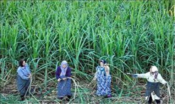برداشت نیشکر از مزارع مازندران