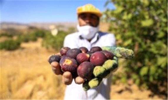 ساخت بزرگ‌ترین باغ مجتمع انجیر در گلوگاه