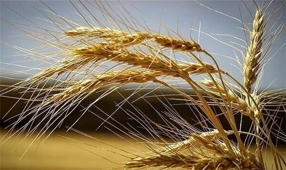 ضدعفونی کردن 3700 تن بذر گندم و جو در مازندران