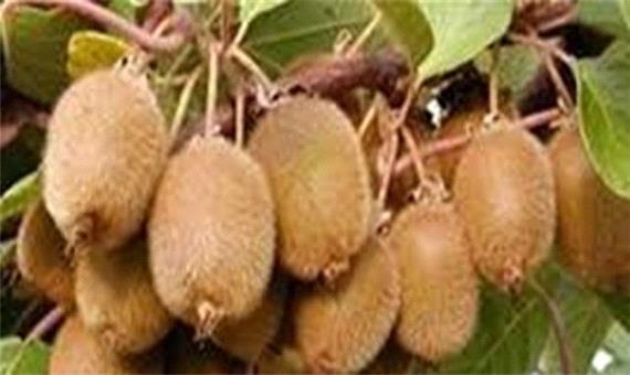 باغداران مبارزه زمستانه با آفت سپردار کیوی را جدی بگیرند