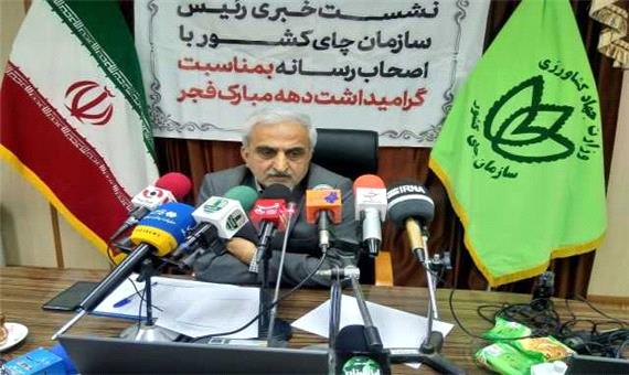 پرداخت 95 درصد از مطالبات چایکاران شمال
