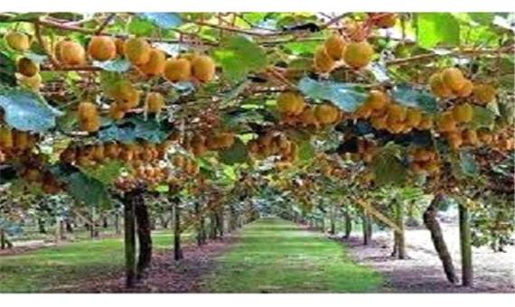 لزوم روغن پاشی زمستانه در باغات کیوی مازندران