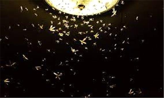 چرا حشرات جذب نور می‌شوند؟
