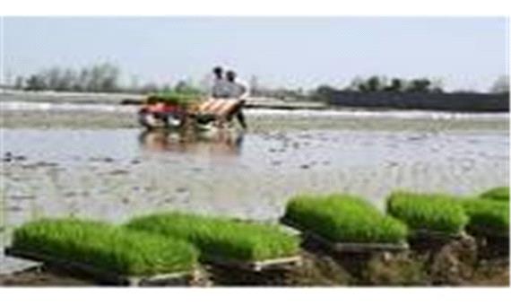 کشت مکانیزه 138 هزار هکتار شالیزار در مازندران