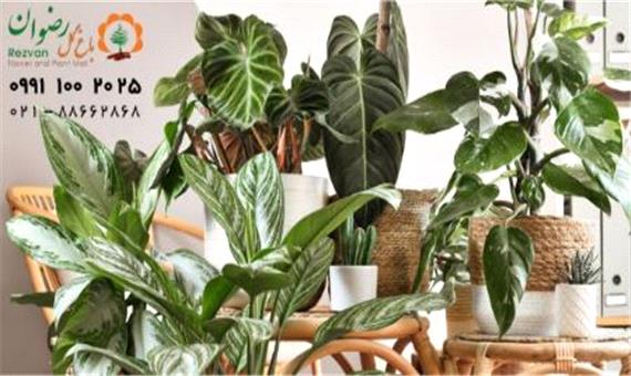 8 روش عالی برای رشد گیاهان آپارتمانی