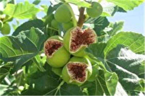 آیین شکرانه انجیر گلوگاه به عنوان مرغوب‌ترین انجیر ایران