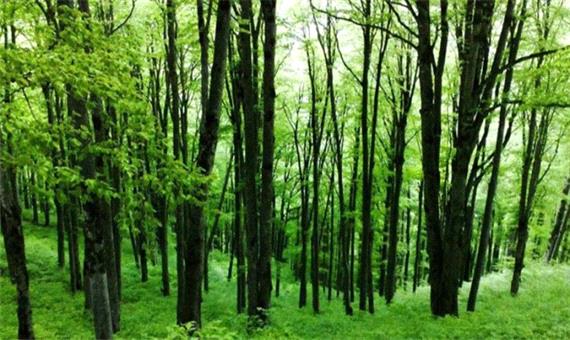 اجرای طرح حفاظتی در جنگل‌های هیرکانی شمال از اوایل تابستان