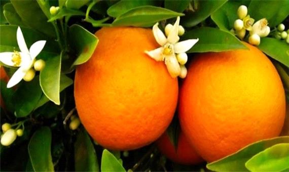 نارنج کُشی در ساری/شهرداری پولی برای سم پاشی ندارد