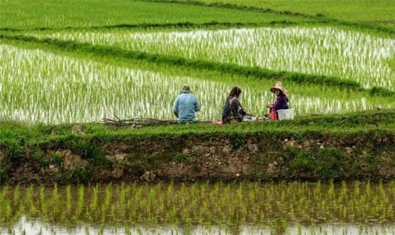 برداشت برنج در مزارع پرورش رتون میاندورود