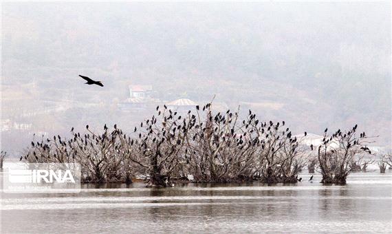 محیط زیست نسبت به شیوع آنفلوآنزای پرندگان در مازندران هشدار داد