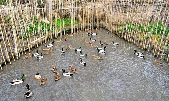 دوما ، تنها روش مجاز صید پرندگان مهاجر در مازندران است