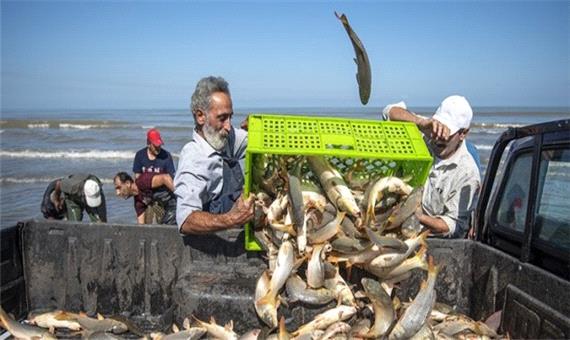 صید 215 تنی ماهی استخوانی از دریای مازندران