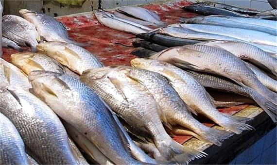 قیمت ماهی در بازار چقدر است؟