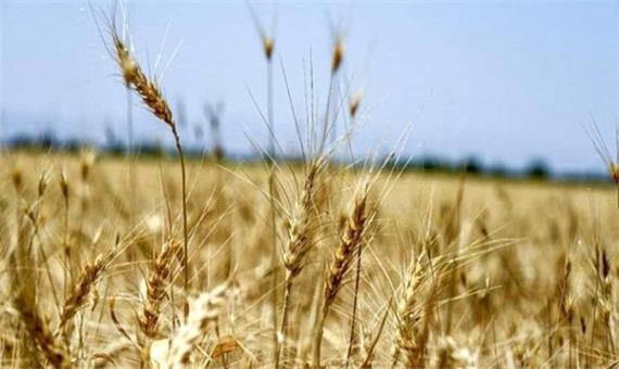 کشاورزی قراردادی، تضمین پایداری تولید در مازندران