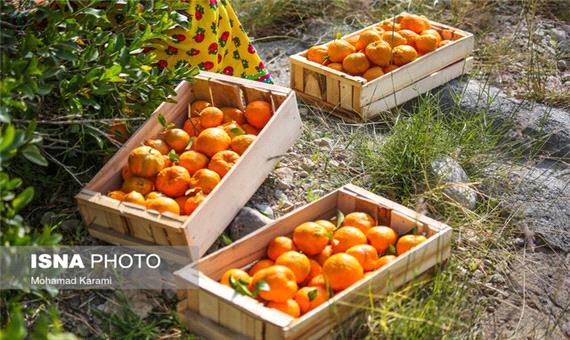 صادرات 19 تن نارنگی از جویبار به روسیه