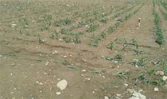 خسارت 9 میلیارد ریالی بارندگی‌های شدید به کشاورزی بابل