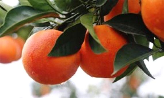اوج برداشت پرتقال تامسون در مازندران / رنگ‌افزایی مرکبات ممنوع است