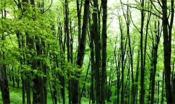 اجرای طرح توسعه زراعت چوب در مازندران