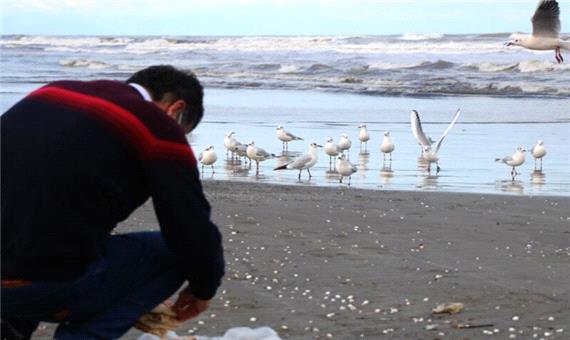 شهروندان مازندرانی در شرایط جوی عادی به پرندگان مهاجر غذا ندهند