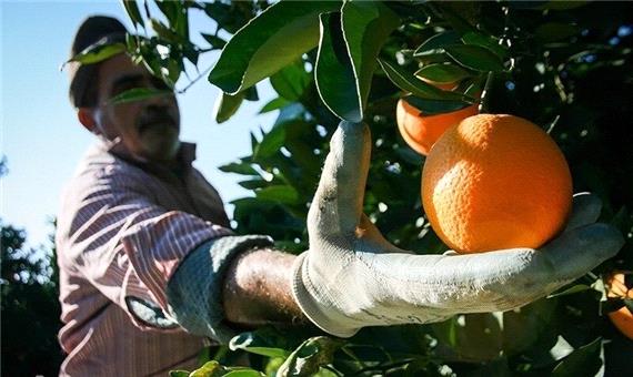 باغداران مازندران در برداشت و فروش محصول پرتقال عجله نکنند