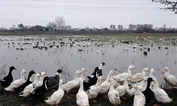 آماده باش مازندران برای مقابله با آنفلوانزای فوق حاد پرندگان