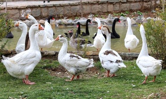 مشاهده آنفلوانزای فق حاد پرندگان در مازندران