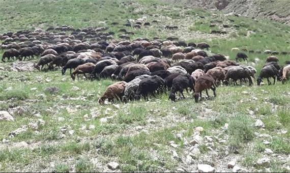 آغاز خرید دام نر پرواری عشایر و روستاییان در مازندران