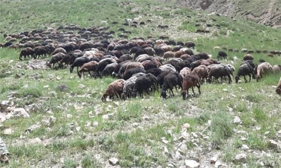 آغاز خرید دام نر پرواری عشایر و روستائیان در مازندران