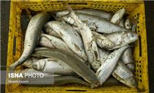 کدام روش پخت باعث کاهش فلزات سنگین در ماهی‌های دریای خزر می‌شود؟