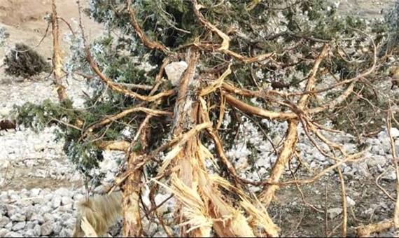 قطع درختان «اُرس»در منطقه چهاردانگه مازندران