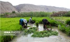 تدوین بسته سیاستی -اجرایی طرح محوری توسعه برنج