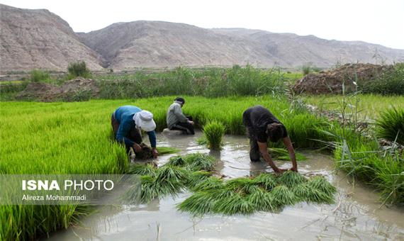 تدوین بسته سیاستی -اجرایی طرح محوری توسعه برنج